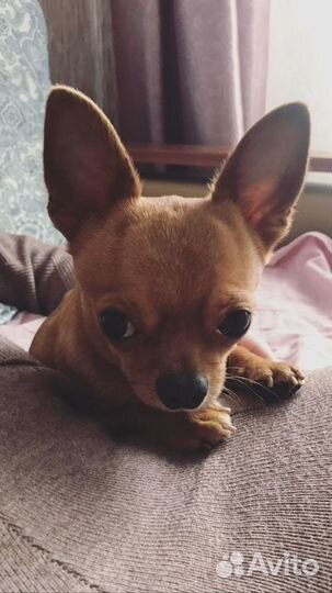 Чихуахуа мини вязка