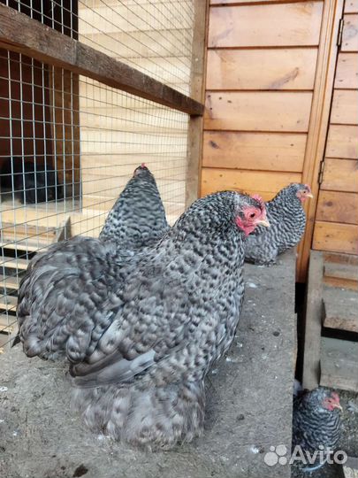 Куры карликовый кохинхин