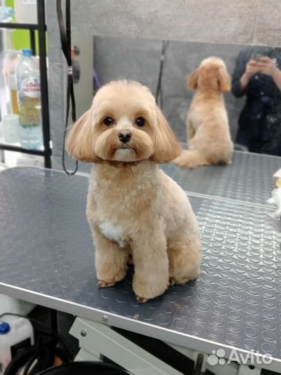 Стрижка собак, стрижка котов, груминг, грумер