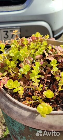 Лизимахия- вербейник монетчатый