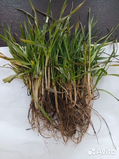 Семена озимой пшеницы Липецкая звезда