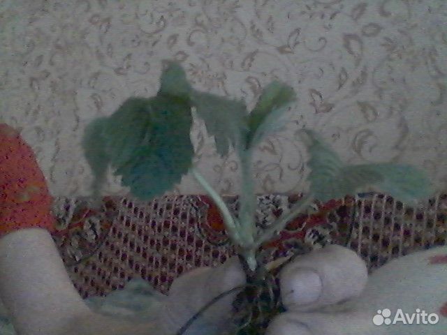 Клубника рассада