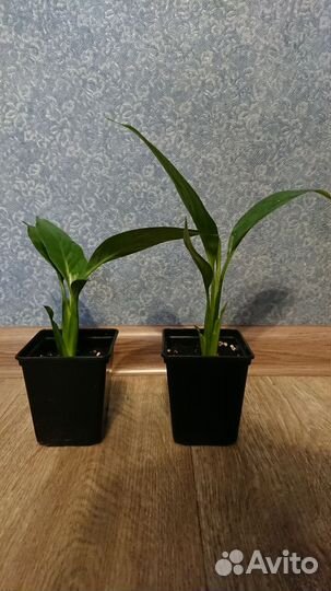 Спатифиллум