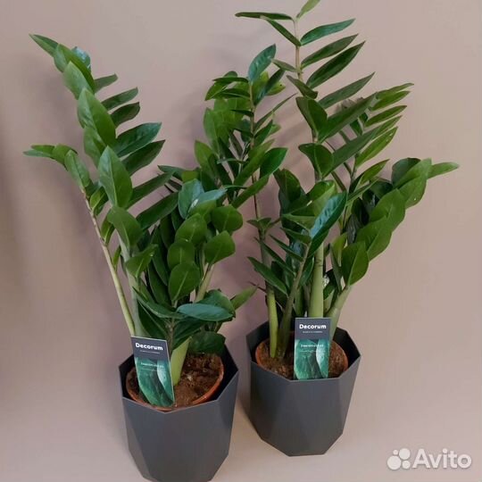 Замиокулькас Комнатные растения Тюмень