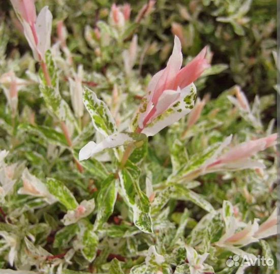 Ива японская Хакуро Нишики