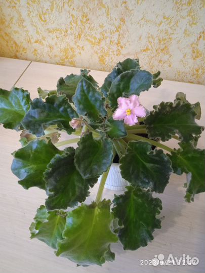 Сортовые фиалки