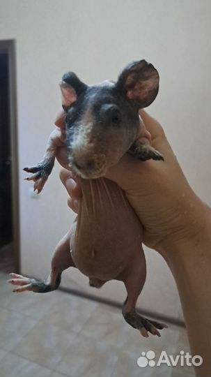 Морские свинки скинни +ген скинни крестед+корм