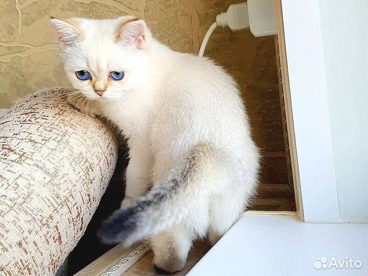 Шотландская шиншилла поинт