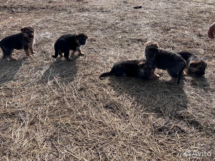 Щенки немецкой овчарки