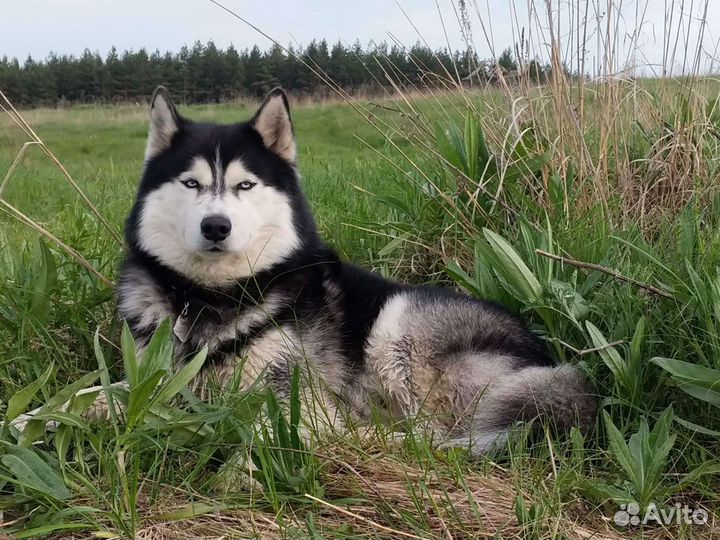 Хаски для вязки