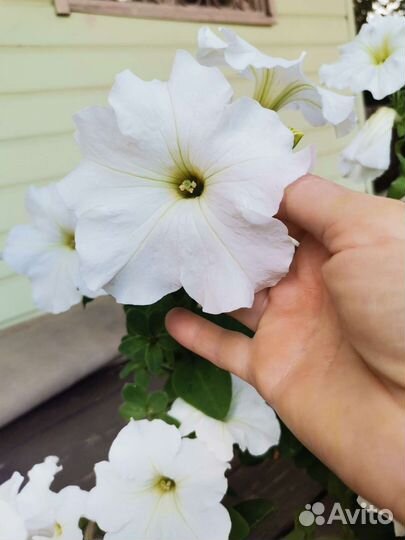 Семена петунии, либбелии