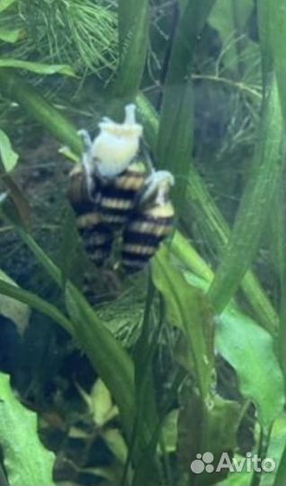 Улитка Хелена