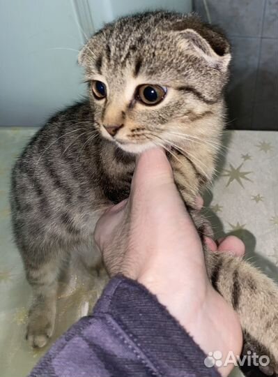 Кошка-котенок