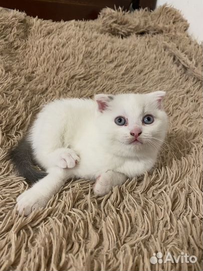 Котята шотландцы