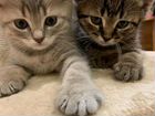 Котята британские сибирики объявление продам