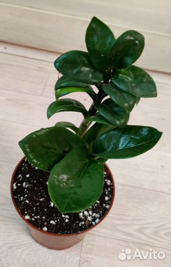 Замиокулькас зензи