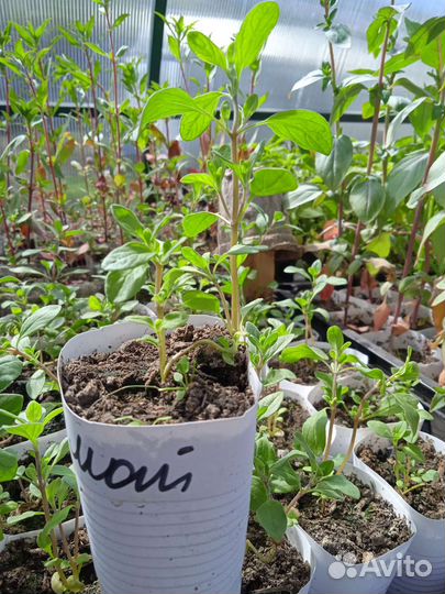 Пряные,ароматные и лекарственные травы