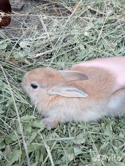 Декоративные кролики
