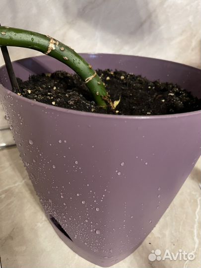 Диффенбахия 2 метра