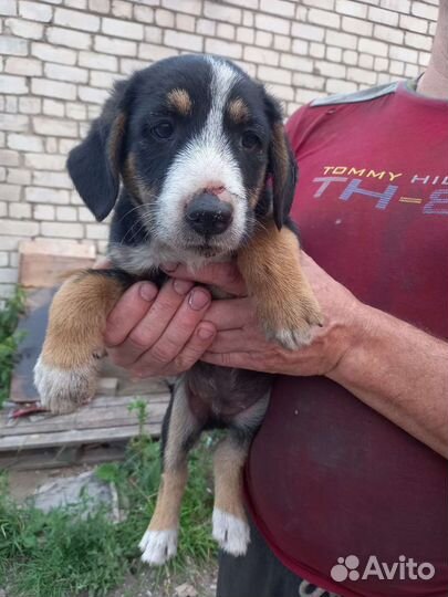 Щенята ищут приют