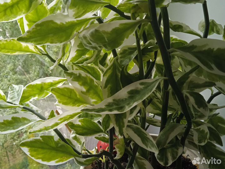 Педилантус похож на фикус