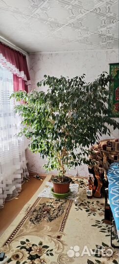 Фикус бенджамина большой