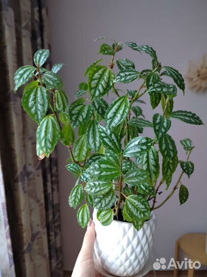 Пилея кадье