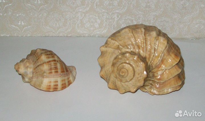 Морская раковина, винтаж, СССР