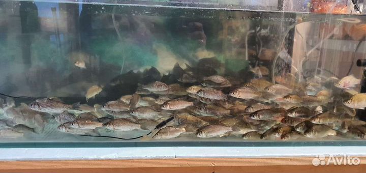 Живец карась