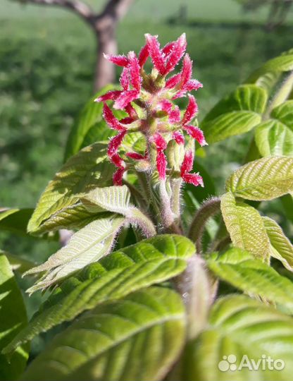 Саженцы Ореха маньчжурского