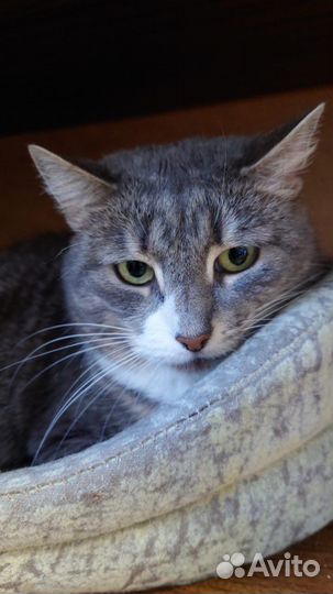 Серая красавица