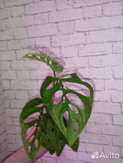 Монстера Эскулетто