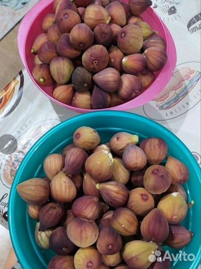 Продам домашний инжир