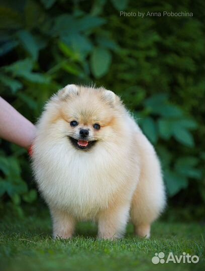 Кобель шпиц на вязку