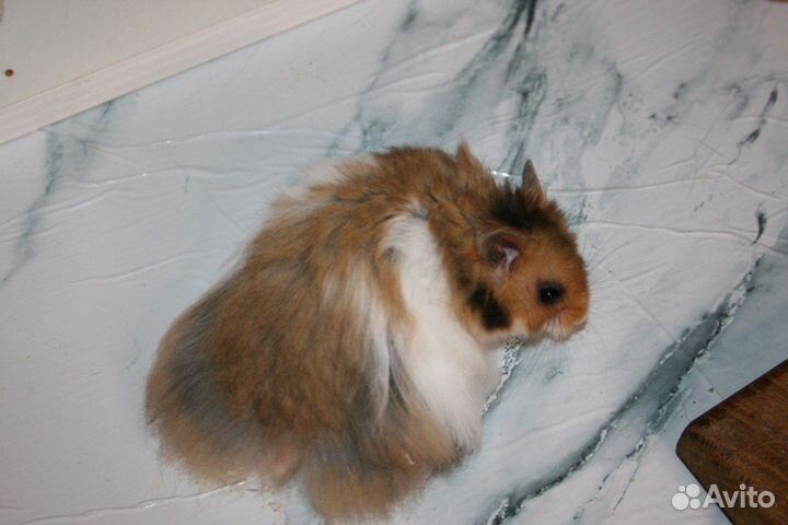 Сирийский и ангорский хомяк