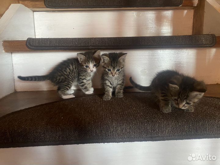 Котята в добрые руки девочки