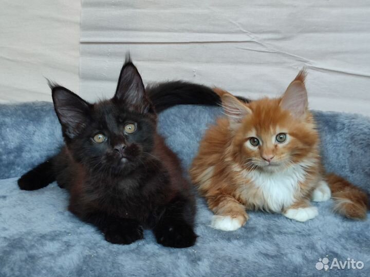 Мальчики мейн-кун