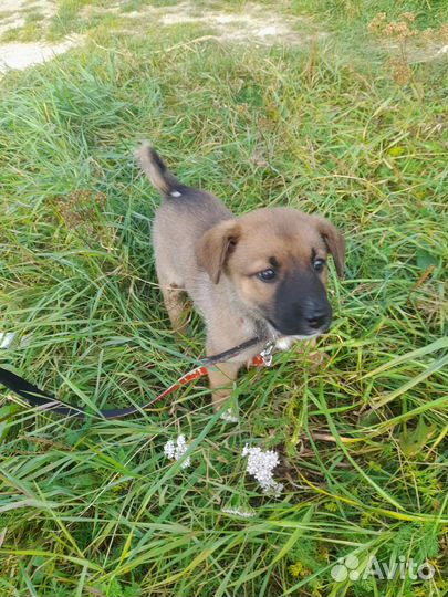 Собака в добрые руки)