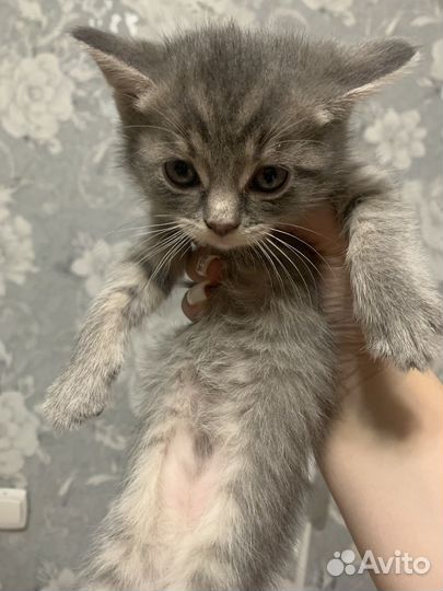 Кошка