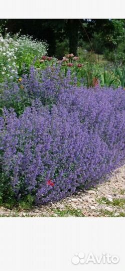 Котовник фассена