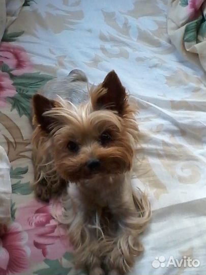 Передержка собак