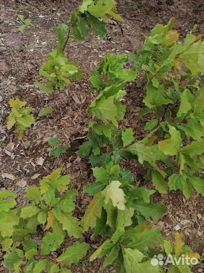 Дуб красный