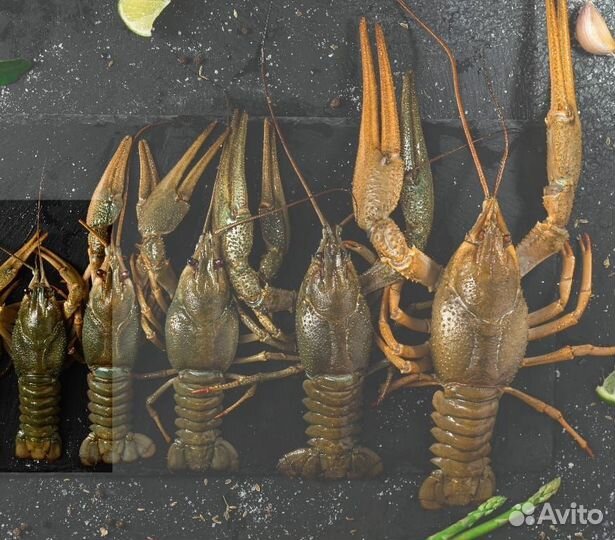 Живые и вареные раки
