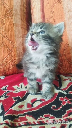 Коты в добрые руки
