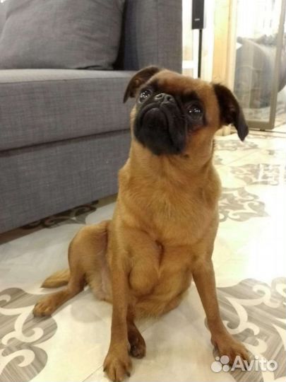 Передержка, для собачек и кошечек в частном доме