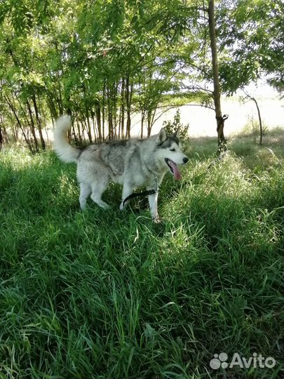 Бесплатно собака хаски