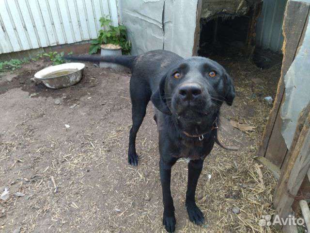 Молодой кобелек Лорд