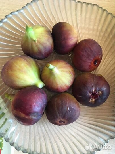 Саженцы инжира