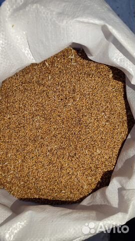 Пшеница овес просо ячмень семечки кукуруза зерно