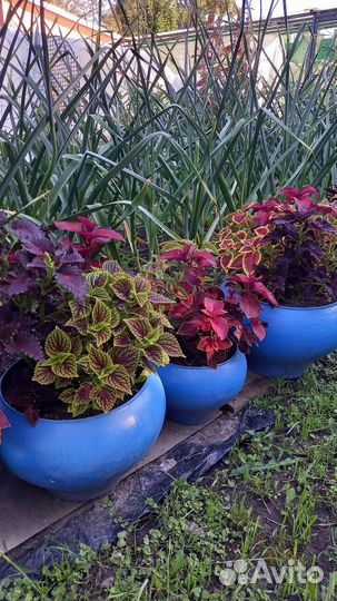 Черенки колеусов